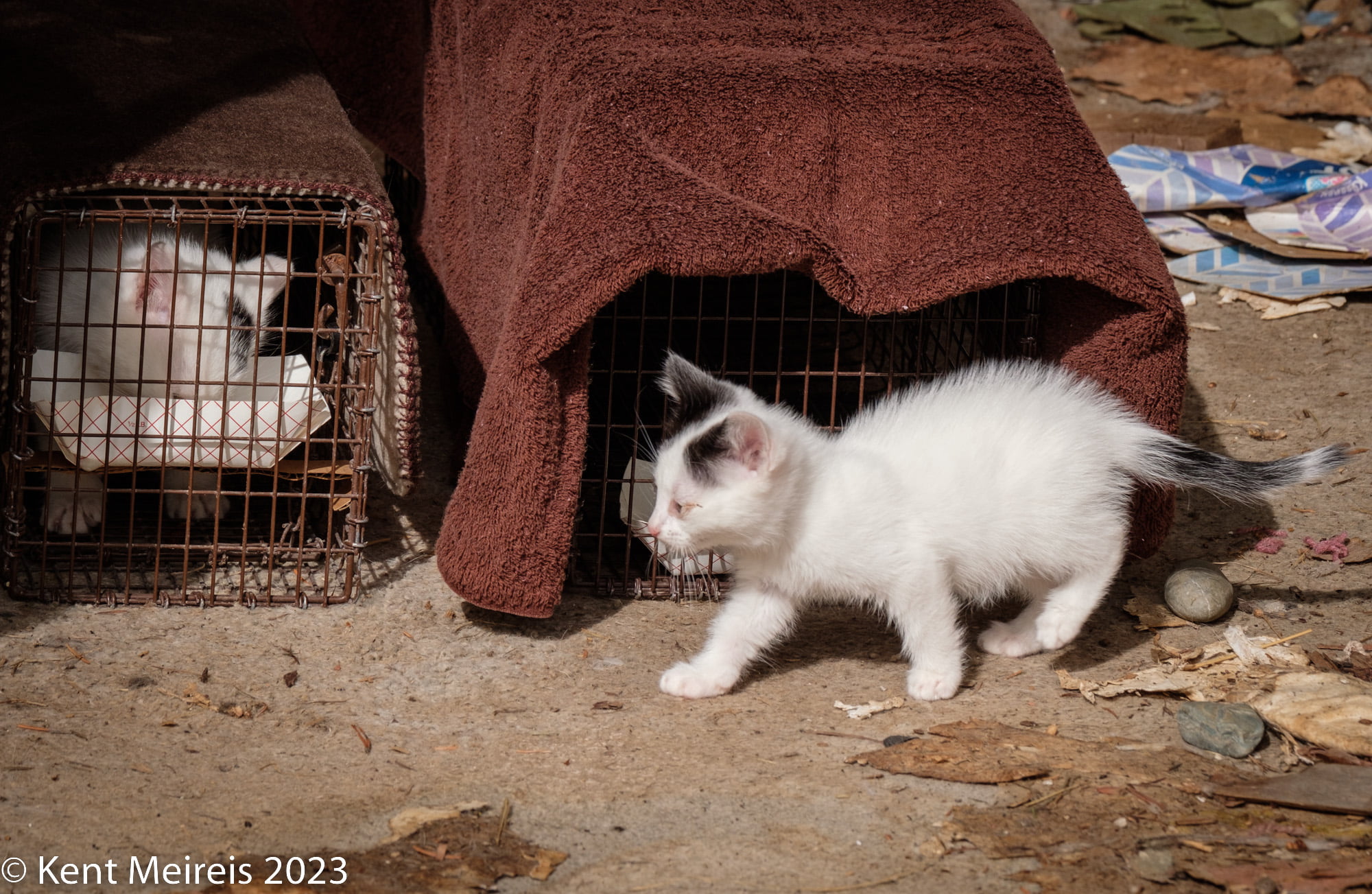 Black and white cats